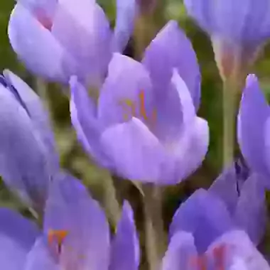 Speciosus Semedo